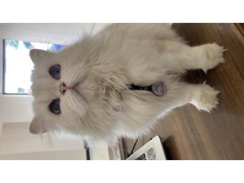 British longhair dişi yetişkin kedimiz sahiplendirilecektir