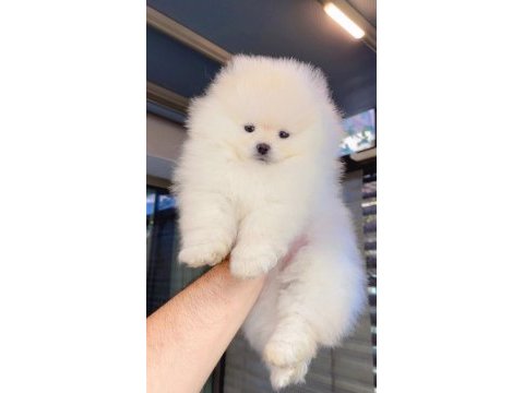 Dişi ve erkek teddy bear garantili pomeranian yavrularım