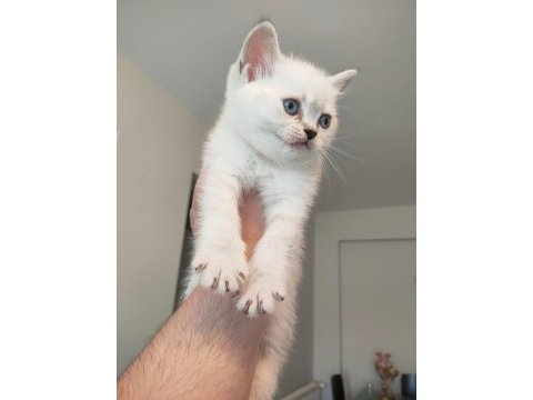 Lynx point british longhair yavrularımız