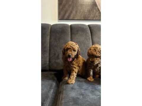 Tecap poodle yavruları