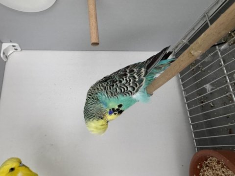 Şov jumbo çift muhabbet kuşu