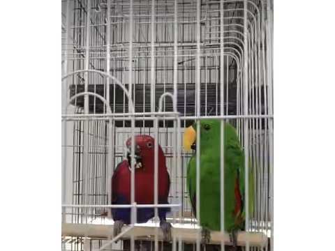 Resmi belgeli yavru eclectus papağanları