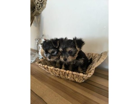 Orjinal kore kanı taşıyan erkek poodle yavrusu