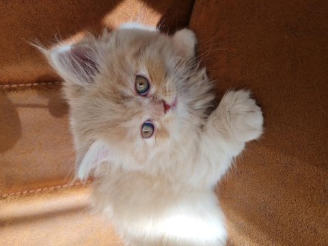 British longhair bal bebekler
