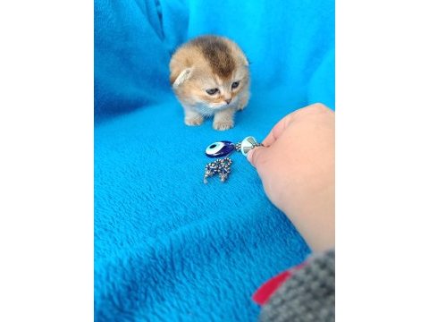 Dişi scottish fold golden