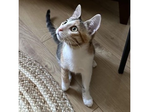 4 aylık dişi yavru ücretsiz sahiplendirme kedimize