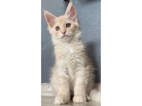 2 buçuk aylık renk renk iri safkan maine coon yavruları