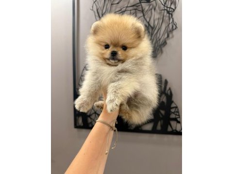 Teacup dişi teddy bear pomeranian