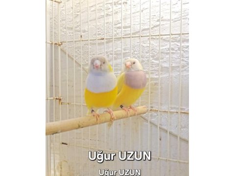 Şampiyondan üst seviye jumbo gouldian finch ispinoz