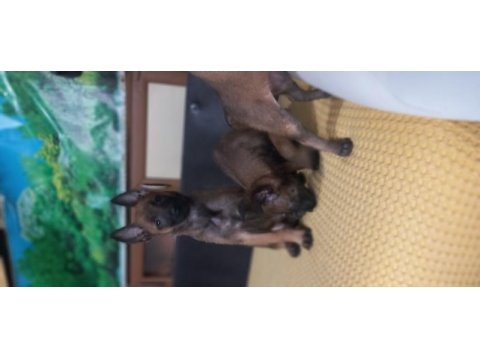 Bursadan a kalite malinois yavrular