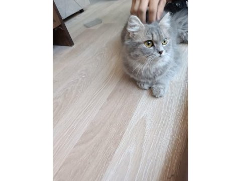 Acil yuva arıyoruz kedilerimize