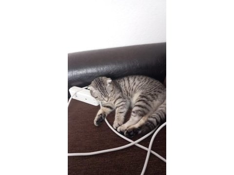 Eşsiz nakışlı scottish fold yavru