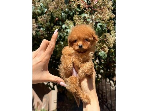 Teacup dişi kore poodle mersin susanoğlu