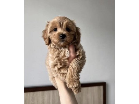 Teacup maltipoo yavrular
