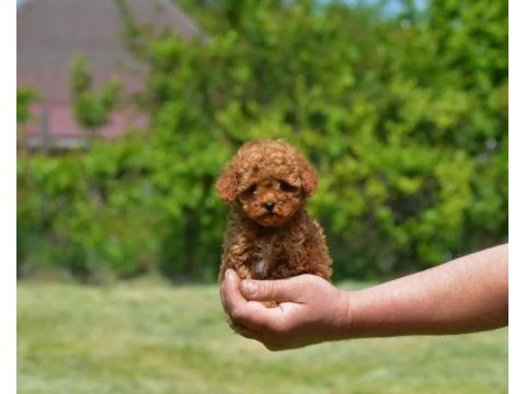 Kore toy poodle yavrularımız