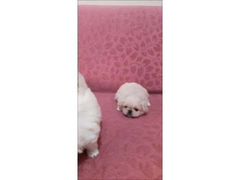 Imperial pekinez köpeği