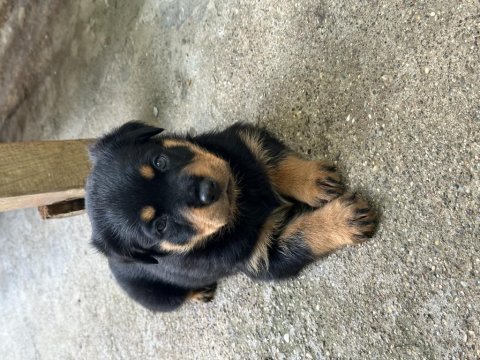 Saf kan rottweiler yavrularımız