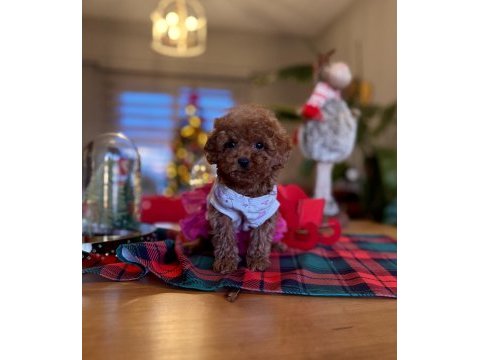 Toy poodle red brown kore yavrularımız