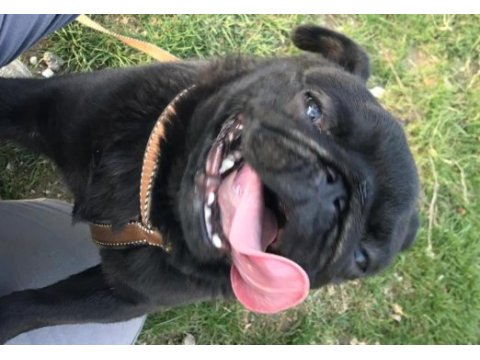 1 yaşında erkek siyah pug