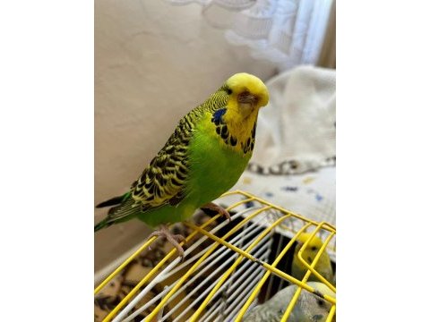 Toplu 6 adet muhabbet kuşu