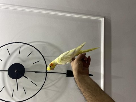 Yemeğe düşen sultan papağanı