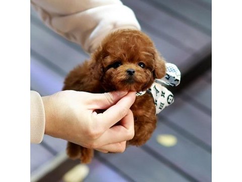 Safkan toy poodle bebeklerimiz