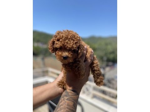Kore orjinal teacup poodle