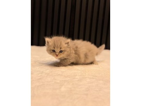Baby face british longhair blue golden taby
