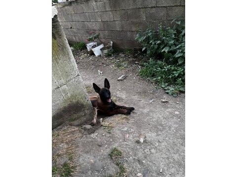 Belçika kurdumuz