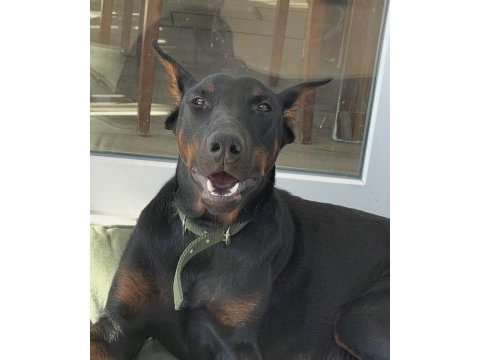 Dişi safkan doberman