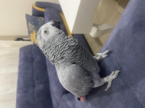 Full evcil jako papağanı
