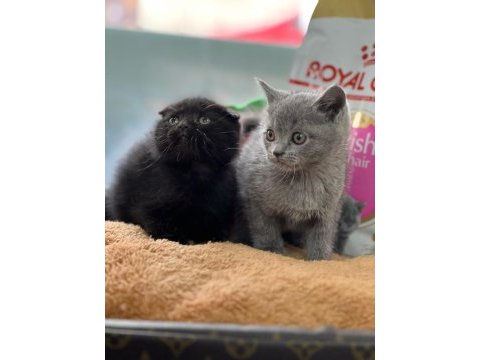 Safkan ayı surat scottish fold