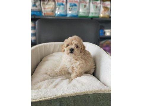 Sıfır numara maltipoo dişi bebeklerimiz
