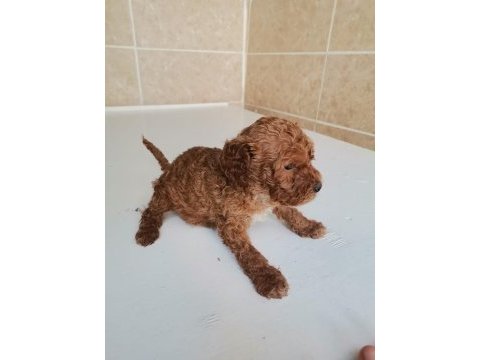 0 numara toy poodle yavrularımız