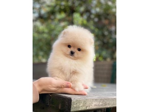 Pomeranian boo ayıcık surat