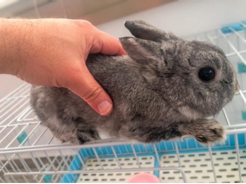 Hollanda cüce erkek damızlık chinchilla renk tavşan