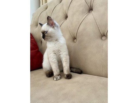 Blue ve red british shorthair yavrular