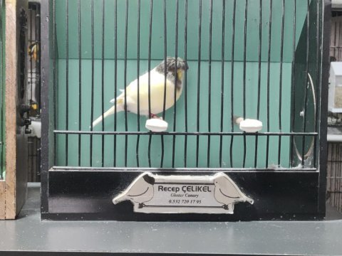 Gloster kanaryalar