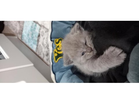 Rezerve ye açık yavrular british shorthair