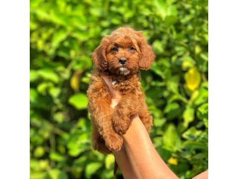 Irk ve sağlık garantili orjinal maltipoo yavrular