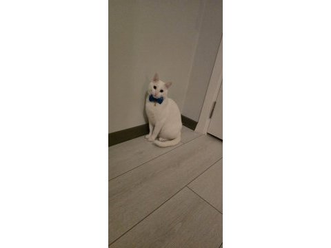 2 yaşında erkek ankara kedisi ücretsiz