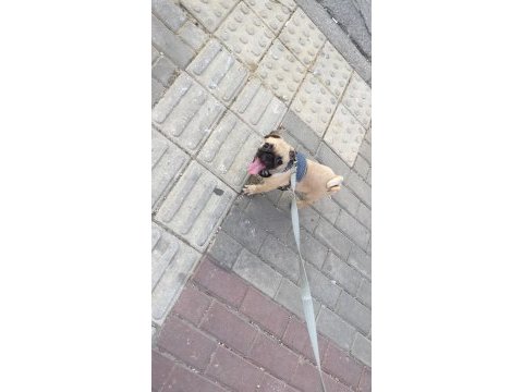 7 aylık pug yurt dışına çıkacağım için veriyorum
