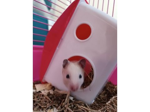 Yavru hamster kafesiyle ve yemiyle