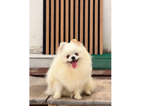 1 yaşında dişi üst kalite part color pomeranian