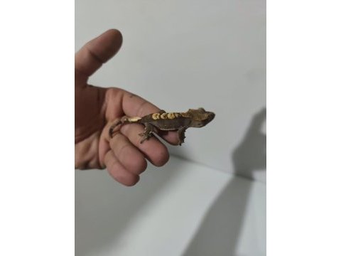 Crested ve leopard geckolar