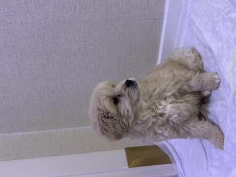 2 aylık erkek tuvalet eğitimli yavru maltipoo