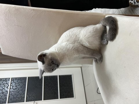 Çok sevecen kediler aile sahiplendirilecektir