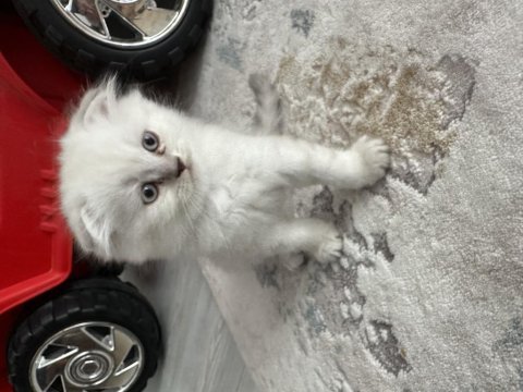 Scottish fold long hair