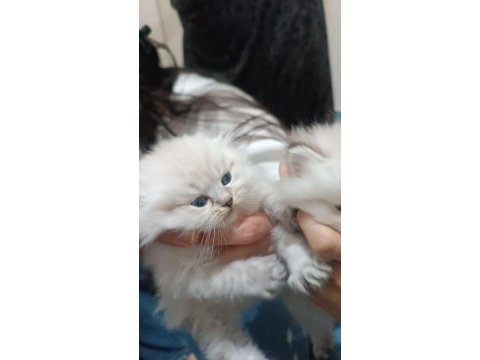 Acil sahiplendirme 3 aylık british longhair