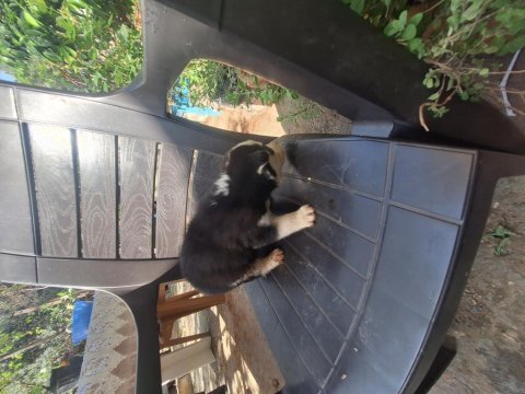 Sibirya kurtları husky